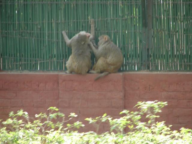 Monkeys, Bombay.JPG